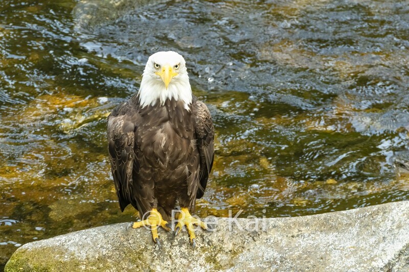 Eagle on Rock-Traditional Photo