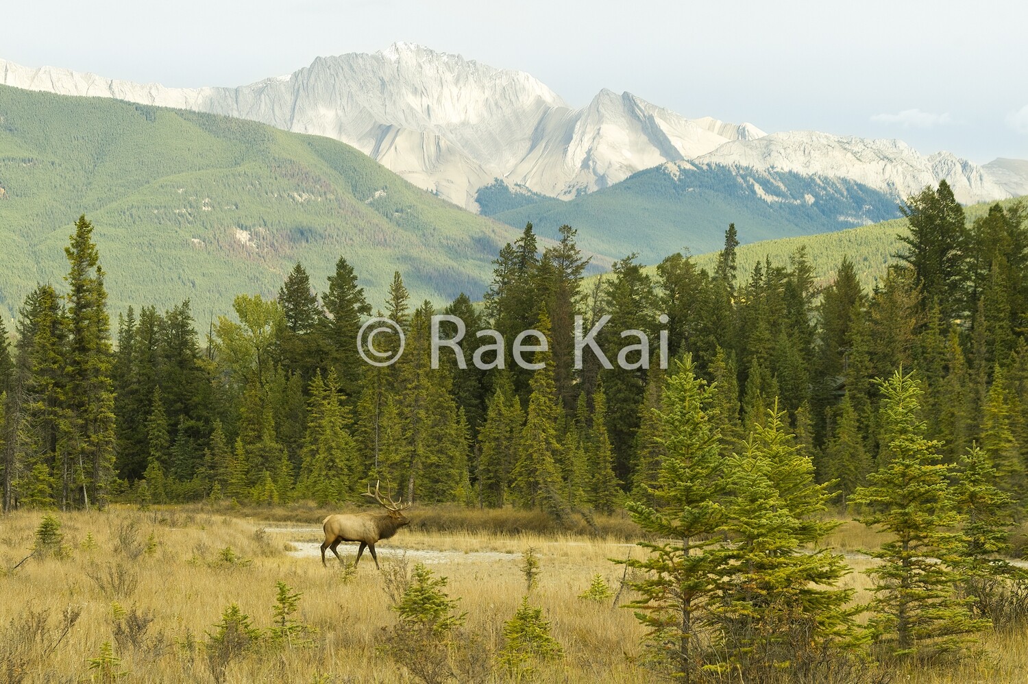 Meadow Walk-Traditional Photo