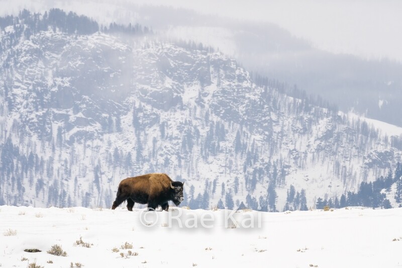 Single Bison-Traditional Photo
