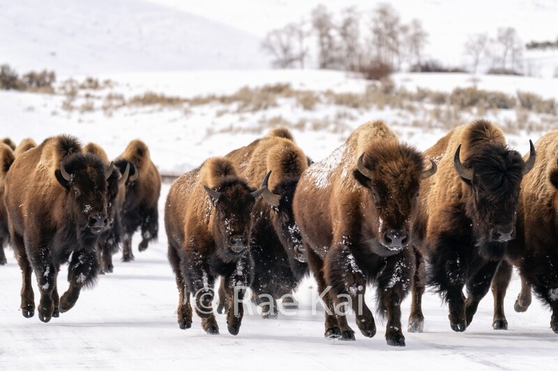Running with the Bison-Traditional Bison