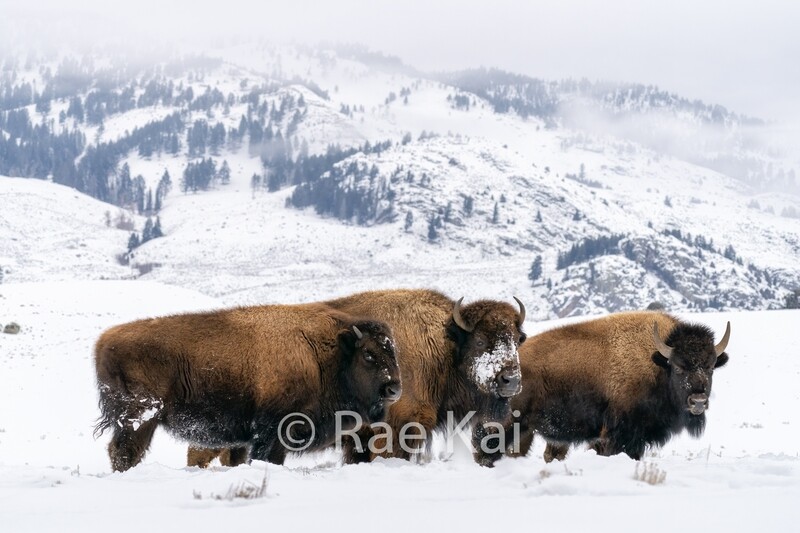 Bison Family-Traditional Photo