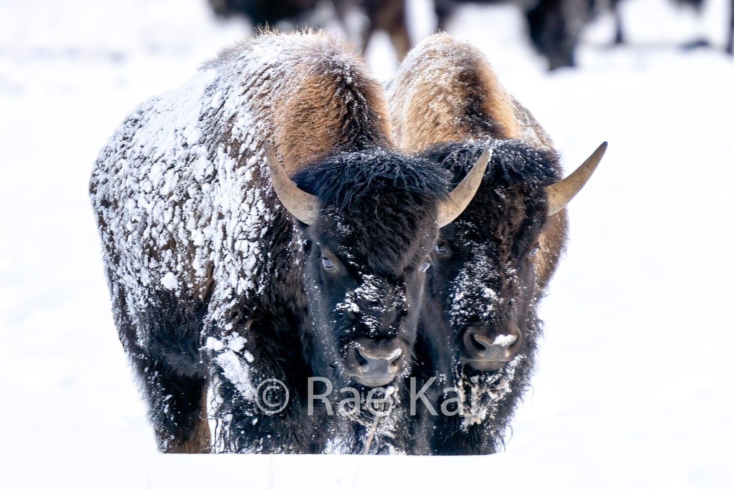 Bison Brothers-Traditional Photo