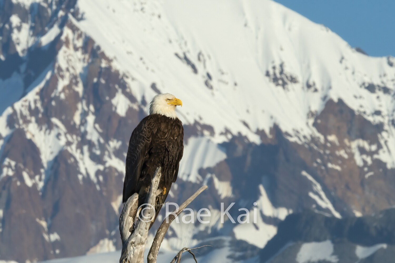Bald Eagle in front of Glacier-Traditional Photo