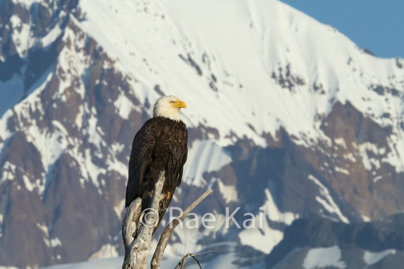 Bald Eagle in front of Glacier-Traditional Photo