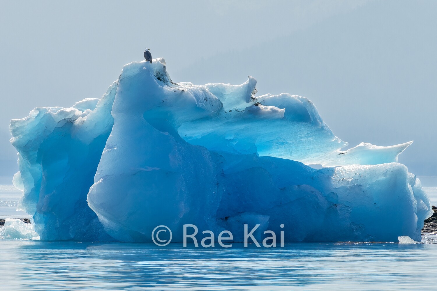 Iceberg Eagle-Traditional Photo