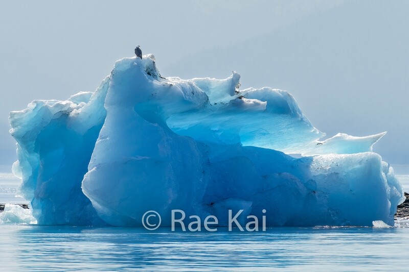 Iceberg Eagle-Traditional Photo