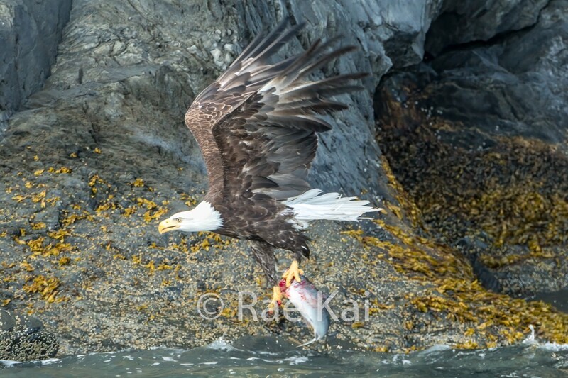 Fresh Catch-Traditional Photo