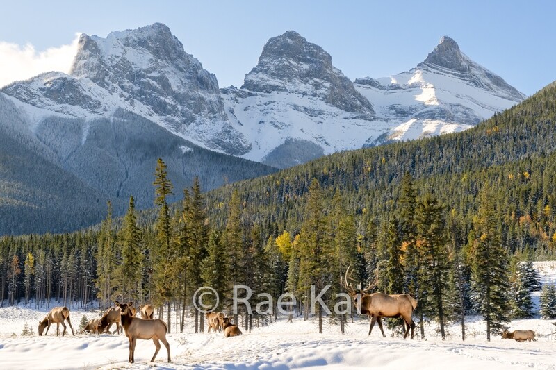 Elk Three Sisters-Traditional Photo