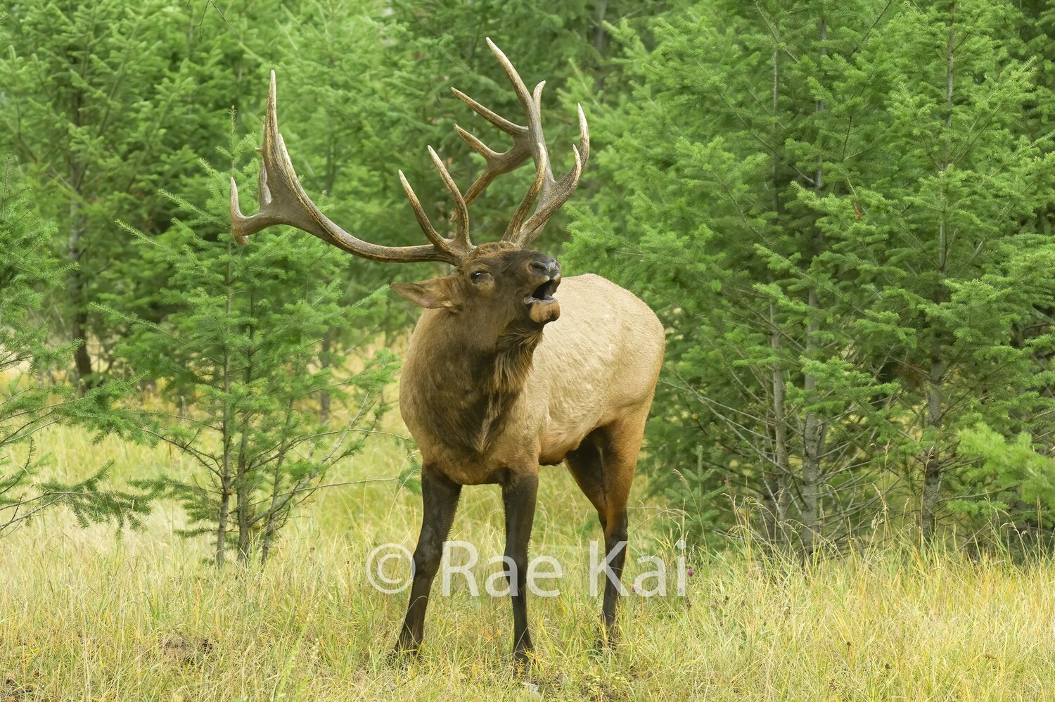 Forest Bugle-Traditional Photo