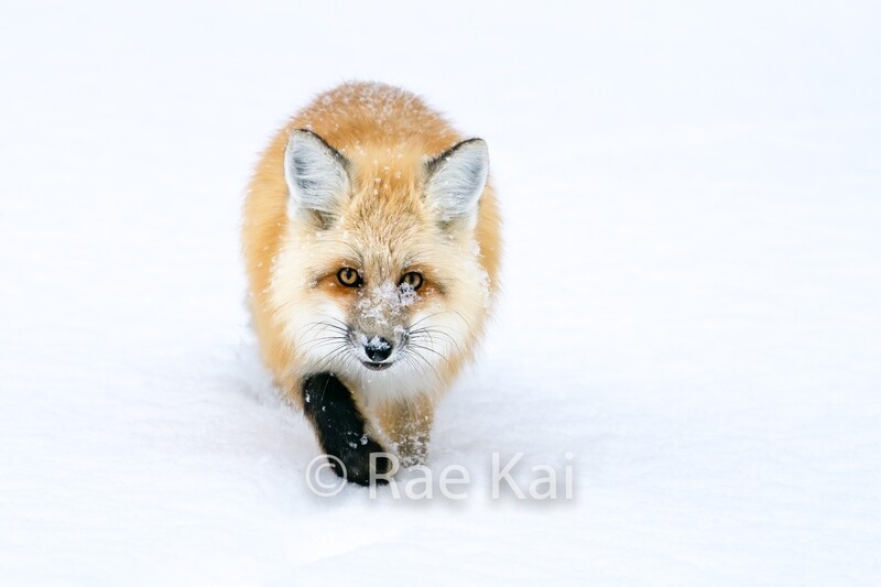 Winter Fox-Traditional Photo
