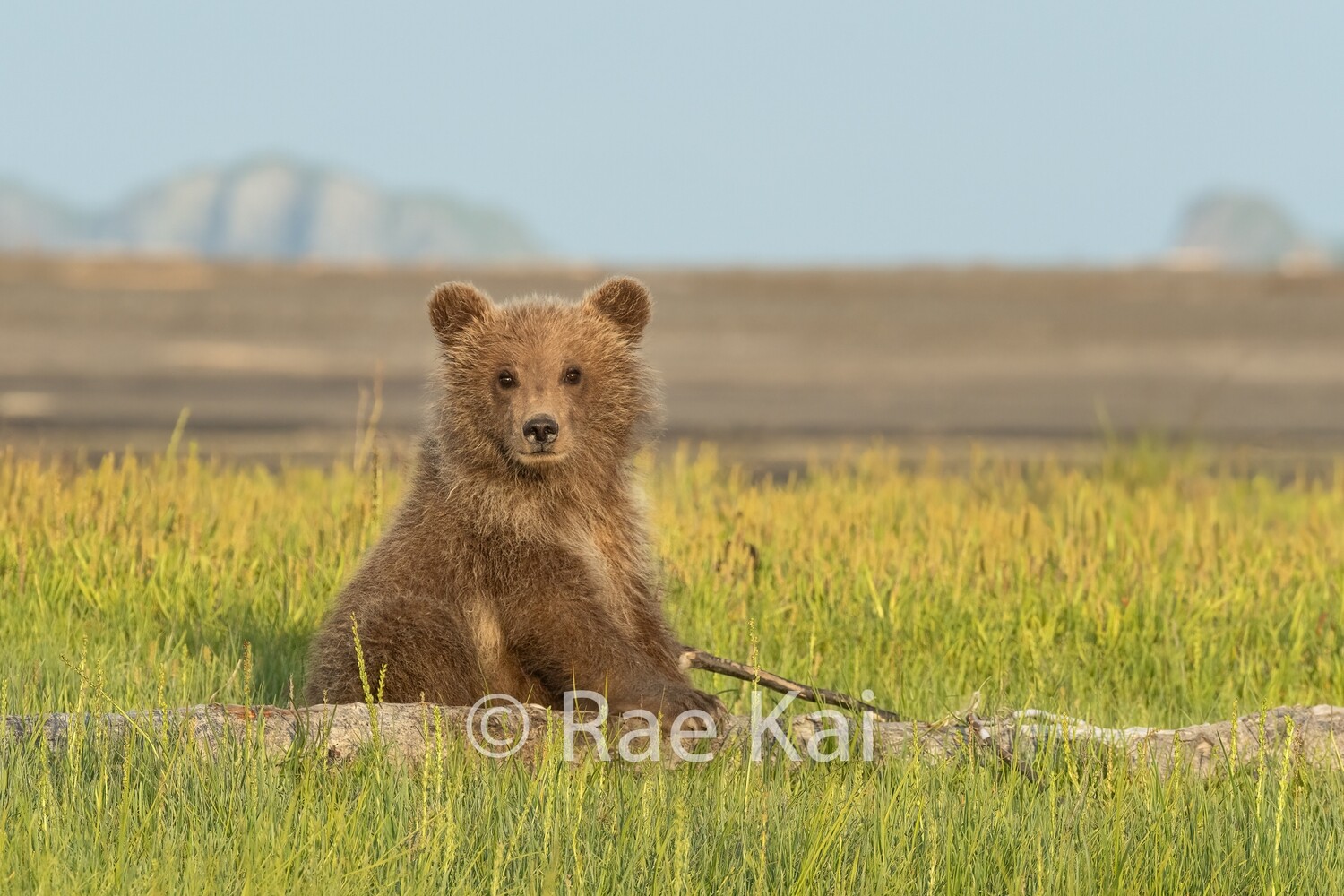 Brown Bear Cub on Vista-Traditional Photo