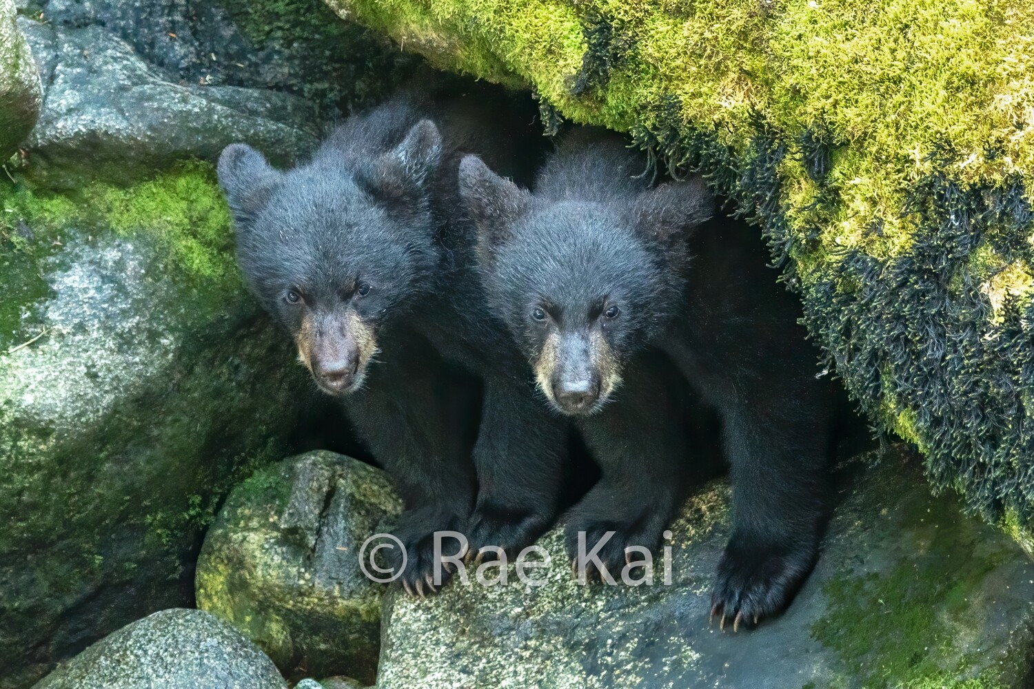 Black Bear Cubs in Cave-Traditional Photo