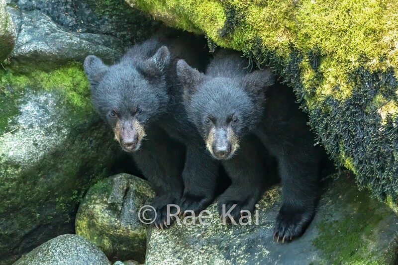 Black Bear Cubs in Cave-Traditional Photo