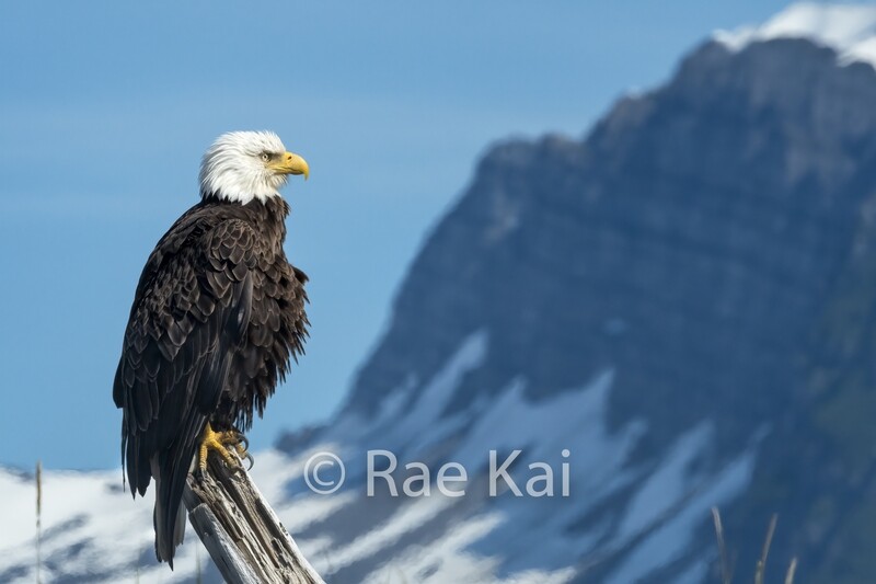 Perfect Perch-Traditional Photo