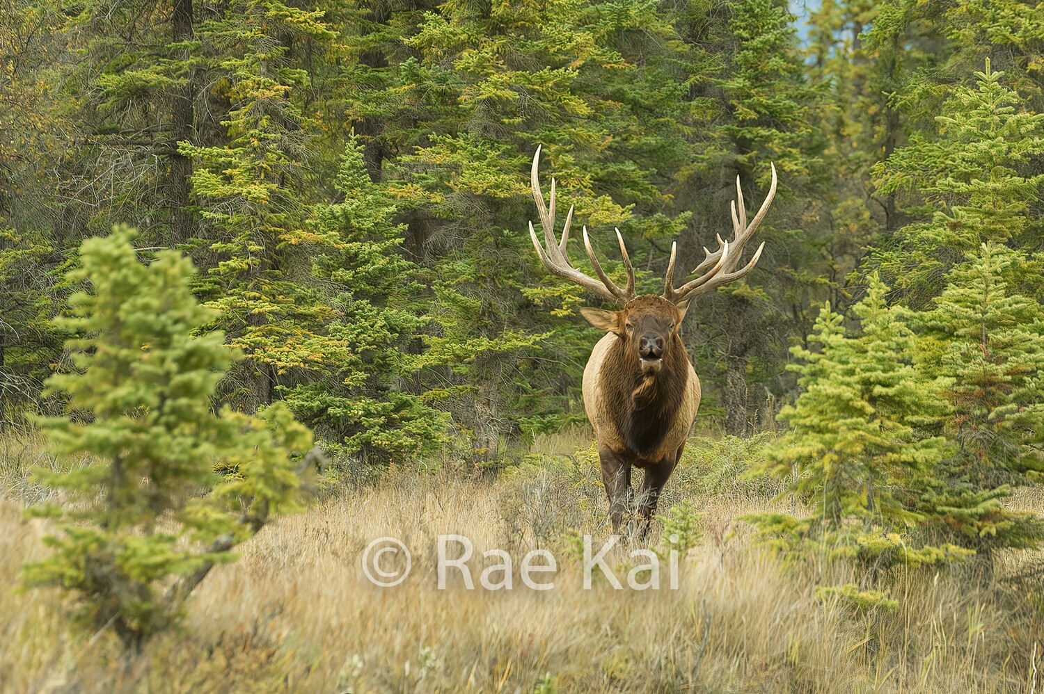 Elk Charging-Traditional Photo