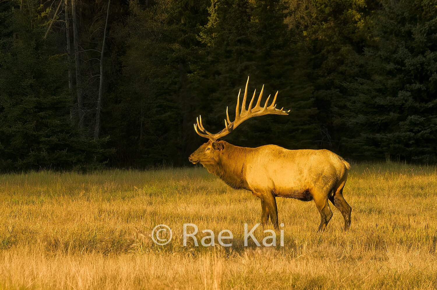 Golden Light Elk-Traditional Photo