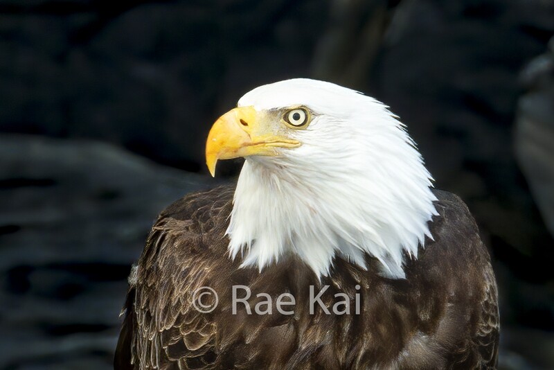 Eagle Eye-Traditional Photo