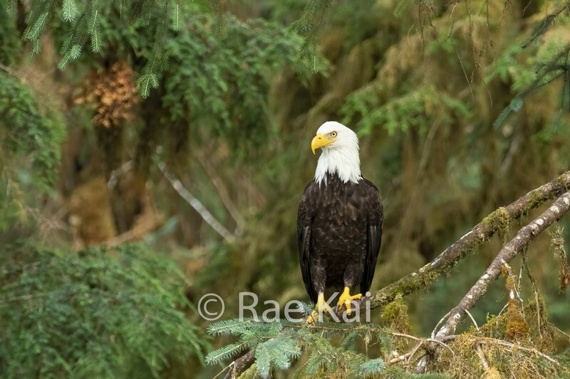 Rainforest Bald Eagle-Traditional Photo