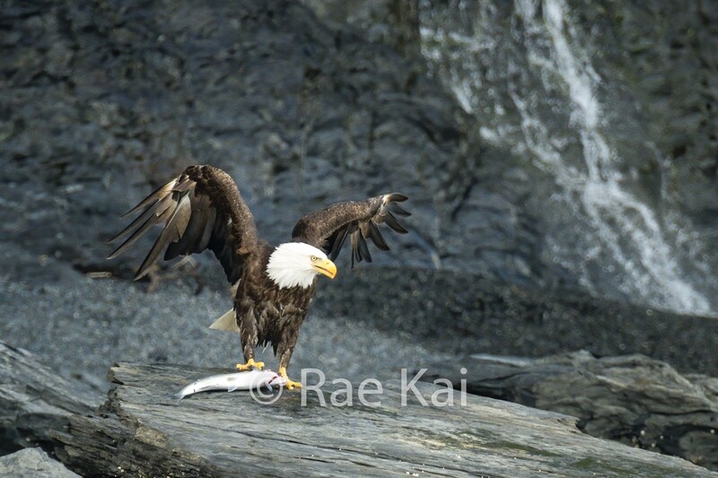 Karate Kid Eagle-Traditional Photo
