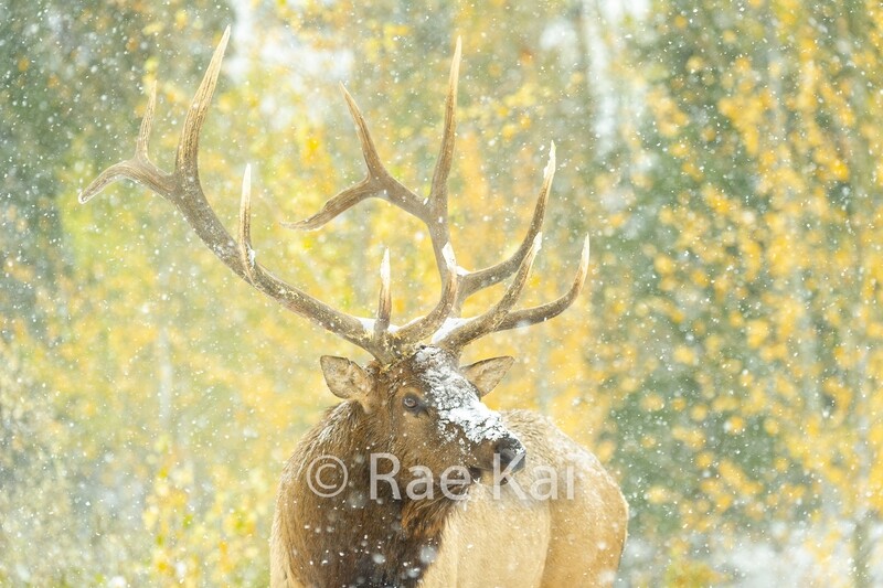 Elk Closeup-Traditional Photo