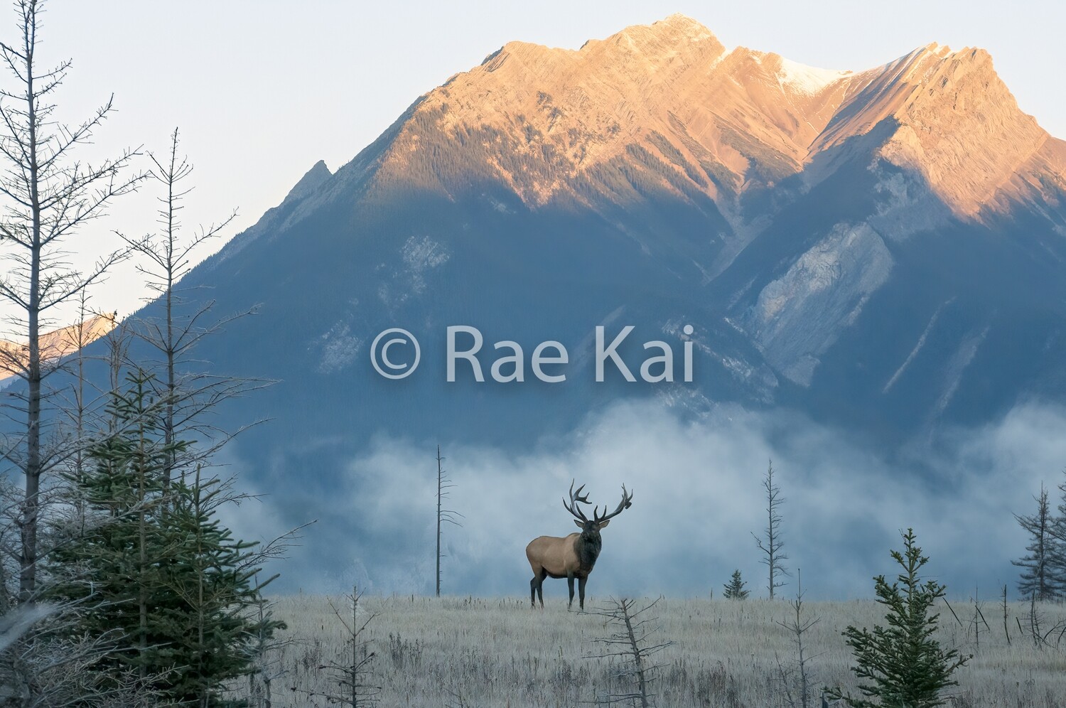 Foggy Sunrise Elk-Traditional Photo