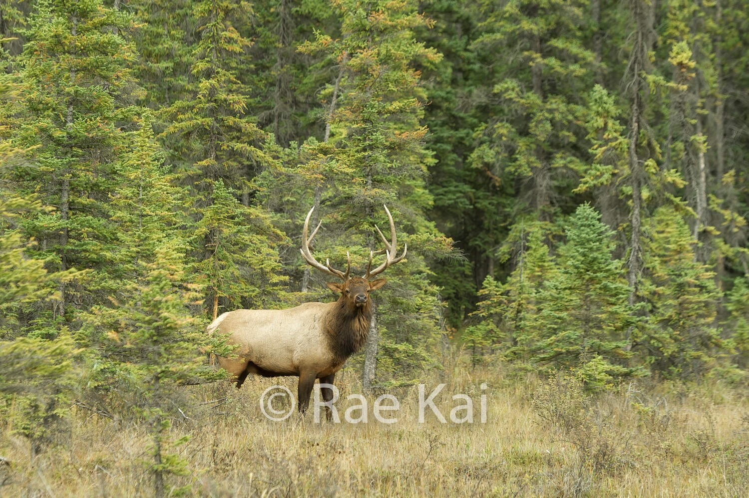 Forest Elk-Traditional Photo