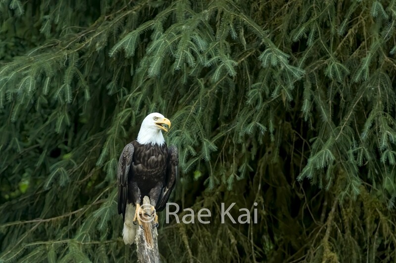Forest Perch-Traditional Photo