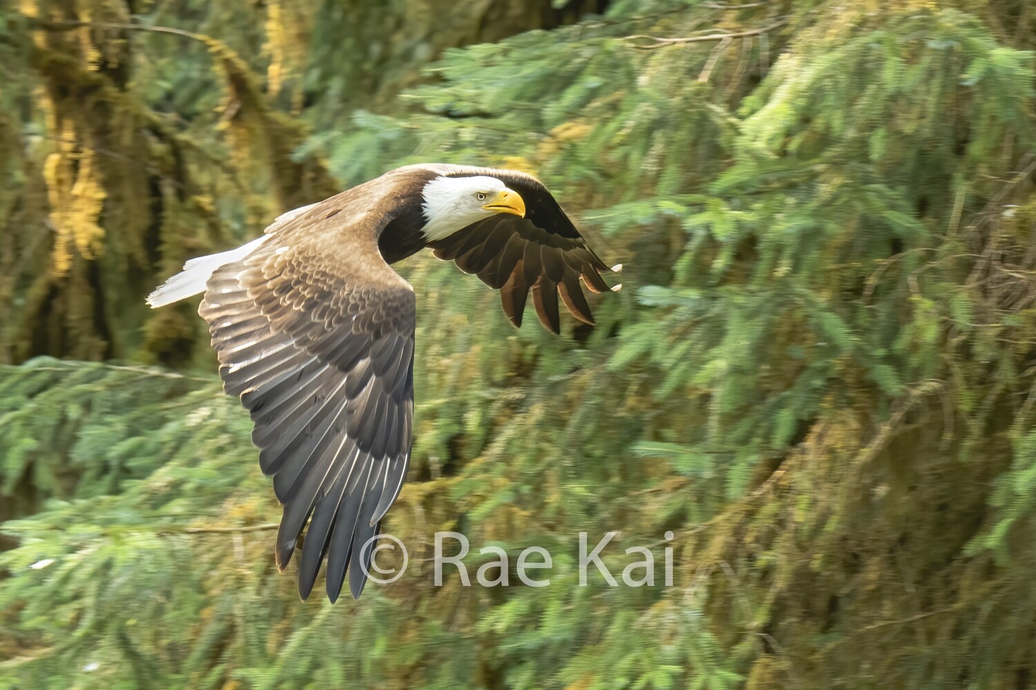 Rainforest Flight-Traditional Photo