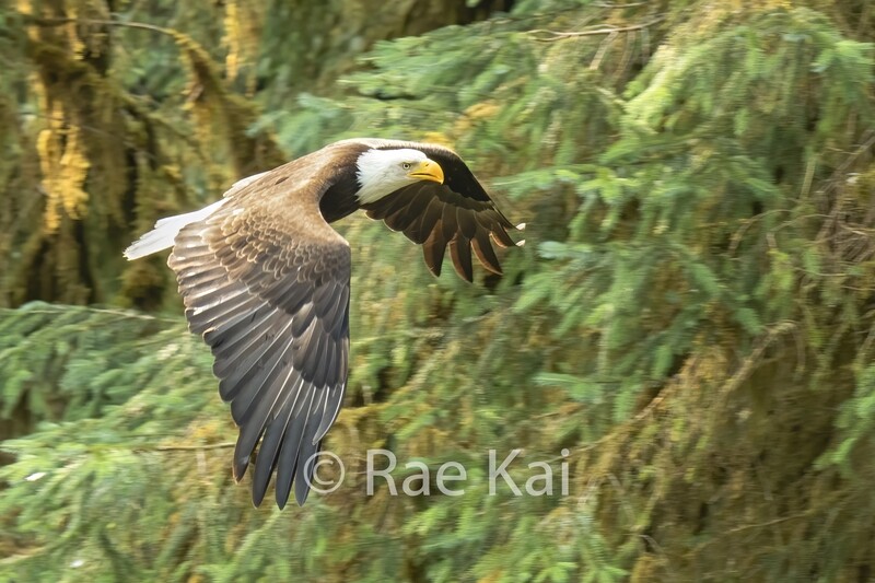 Rainforest Flight-Traditional Photo