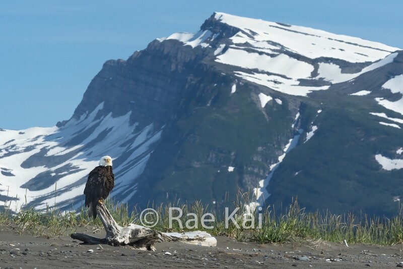 Mountain Perch-Traditional Photo