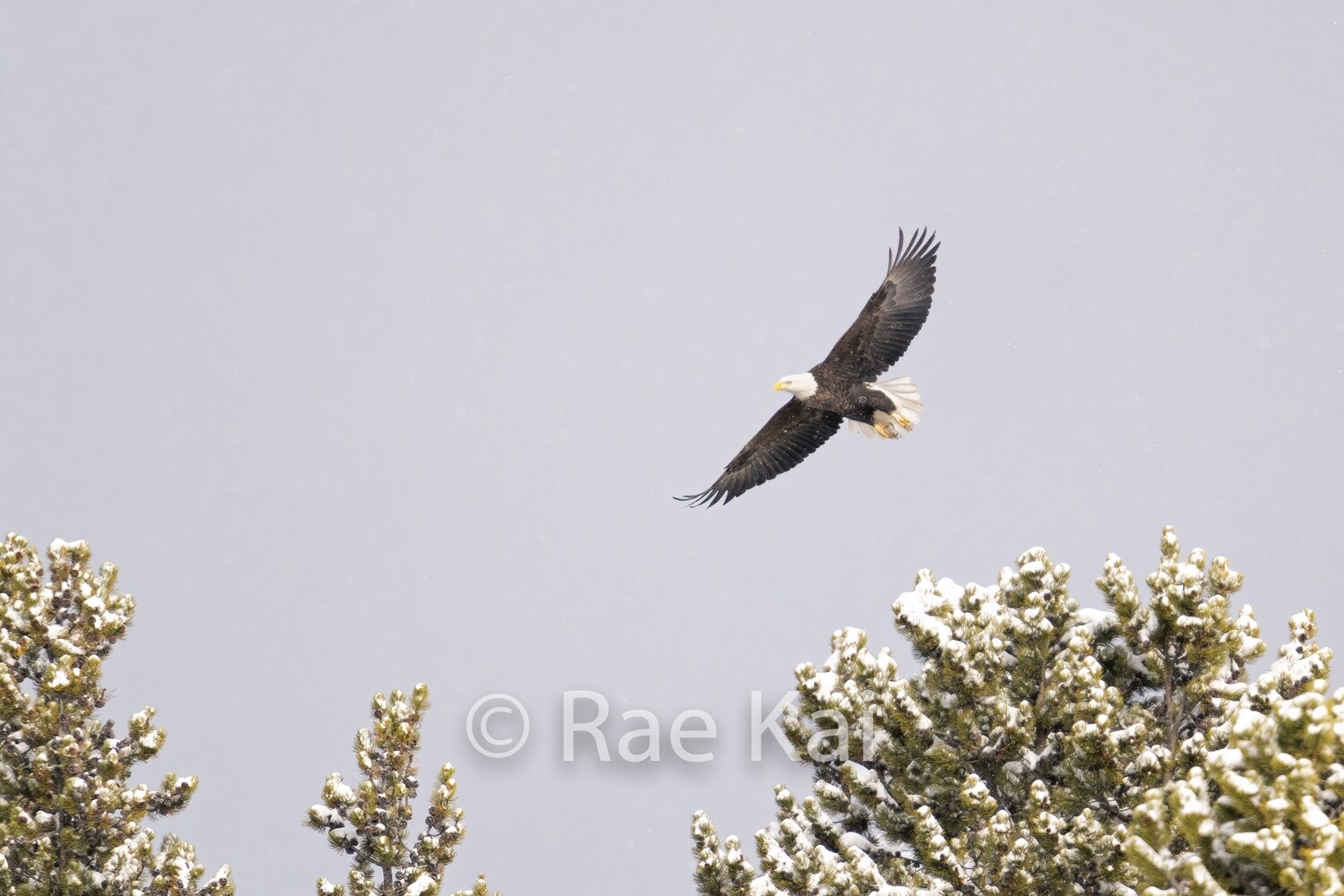Winter Flight-Traditional Photo