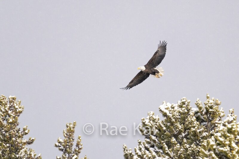 Winter Flight-Traditional Photo