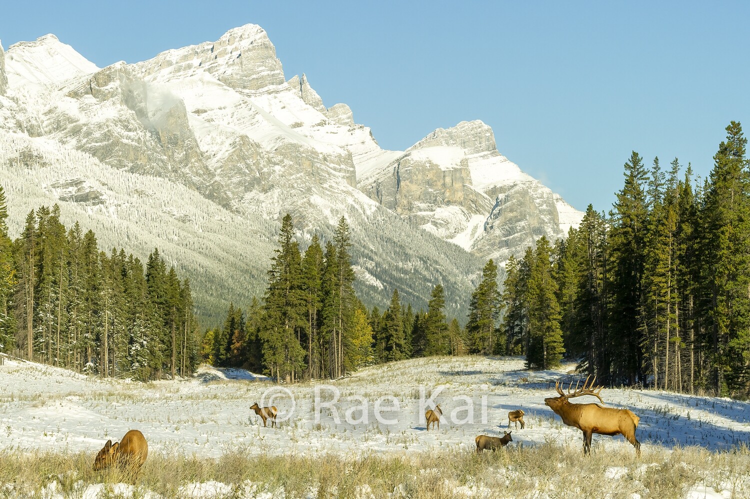 Mountain Bugle-Traditional Photo