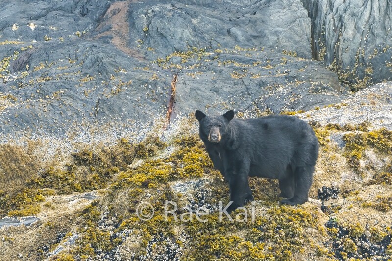 Coastal Black Bear-Traditional Photo