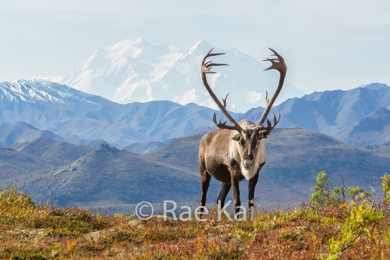 Denali Caribou-Traditional Photo