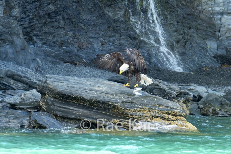 Bald Eagle Catching Fish-Traditional Photo