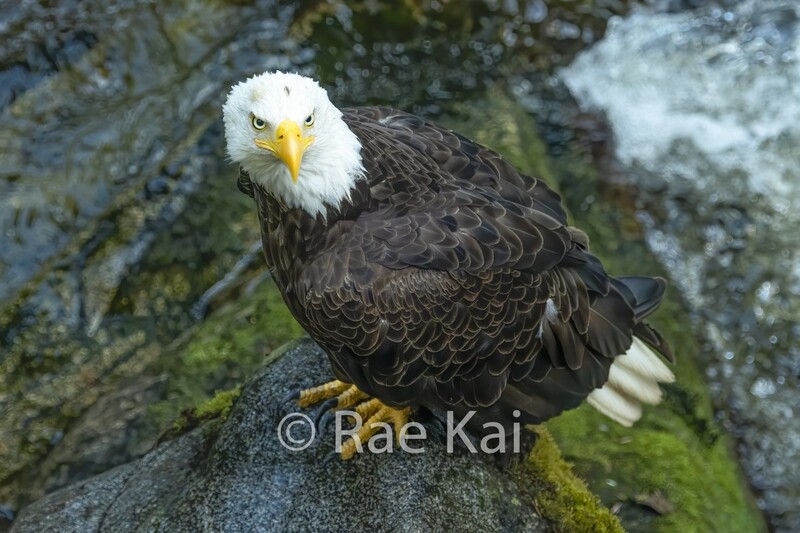 Eagle River-Traditional Photo