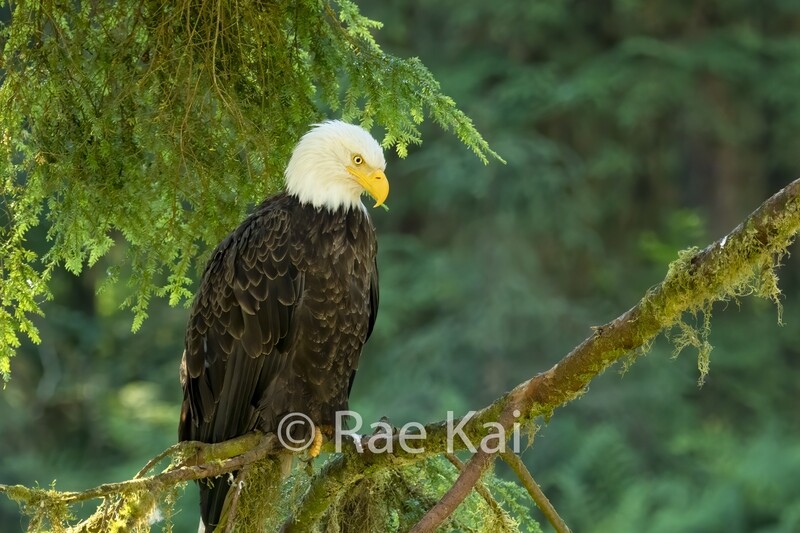 Forest Canopy Eagle-Traditional Photo