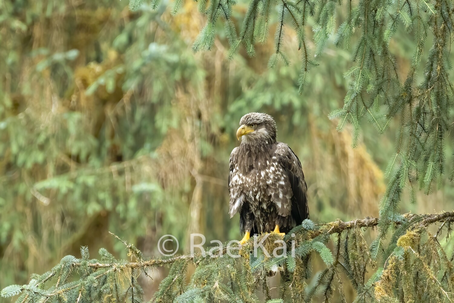 Young Eagle-Traditional Photo