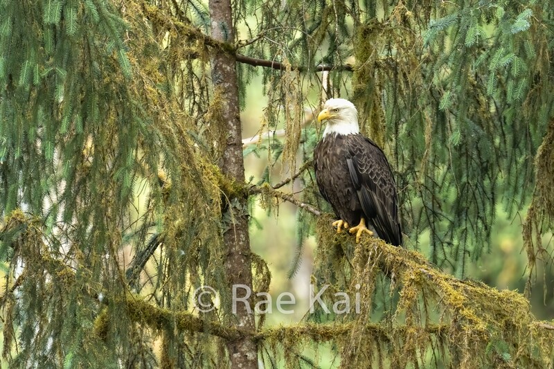 Mossy Eagle-Traditional Photo