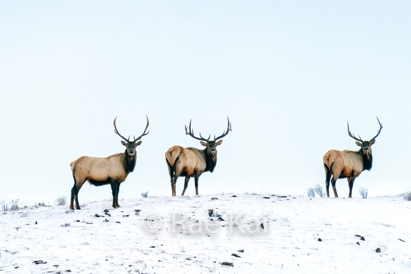 Elk Herd-Traditional Photo