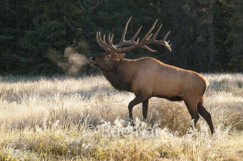 Frost Bugle-Traditional Photo