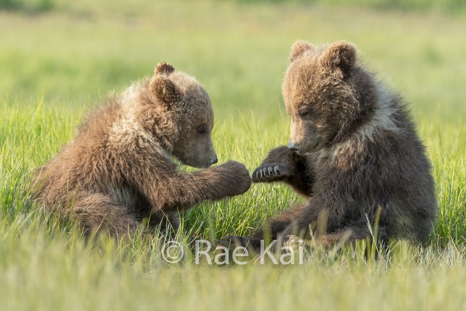 Brown Bear Rock, Paper, Claws-Traditional Photo