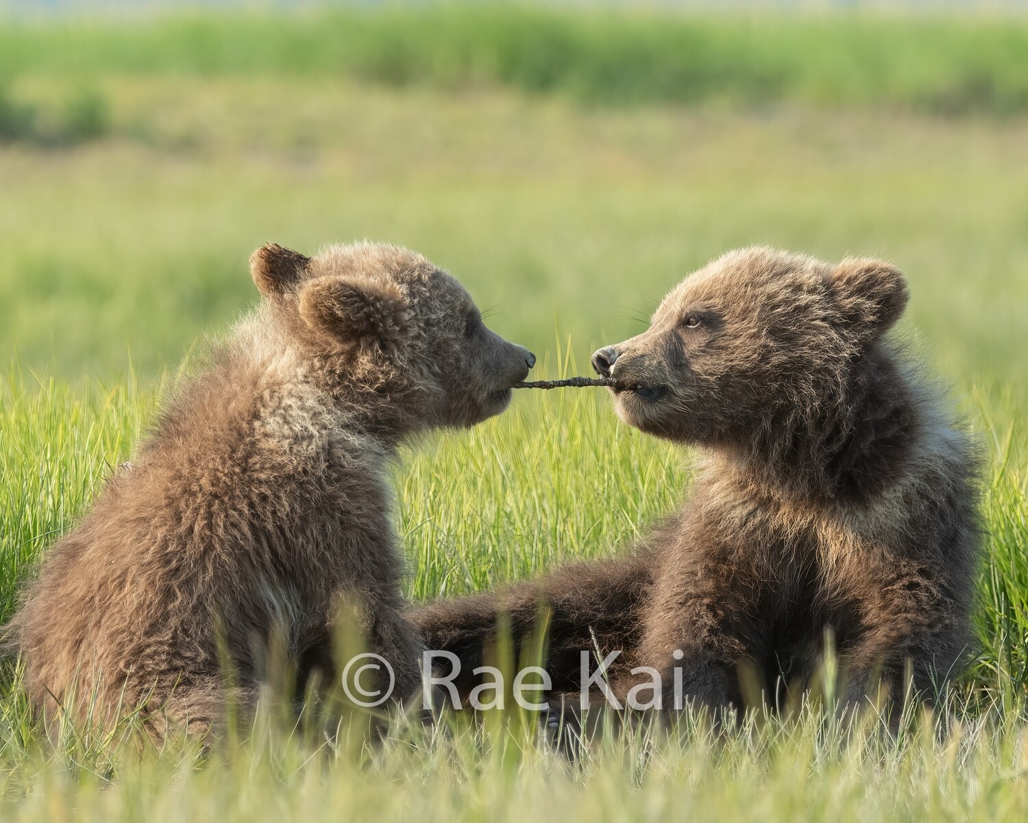 Brown Bear Cub Tug O War-Traditional Photo
