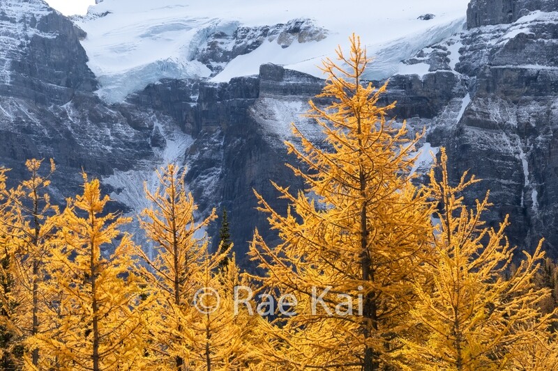 Larch Trees-Traditional Photo