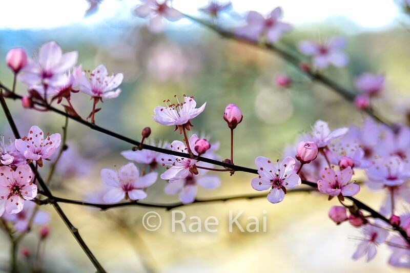 Cherry Blossoms-Traditional Photo