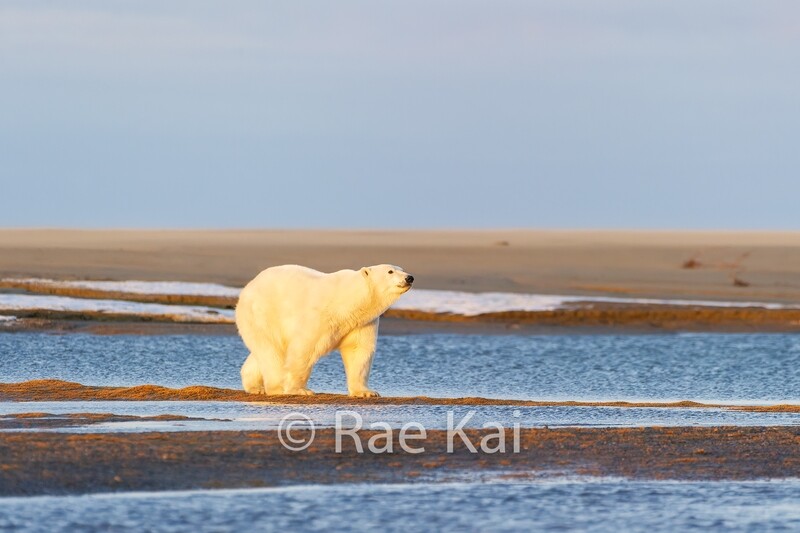Last Light Polar Bear-Traditional Photo