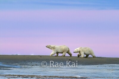 Polar Bears