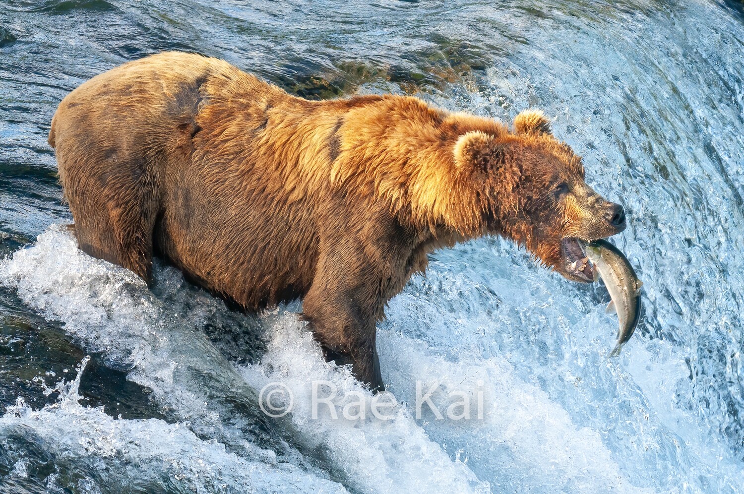 Brown Bear Fish Catch-Traditional Photo