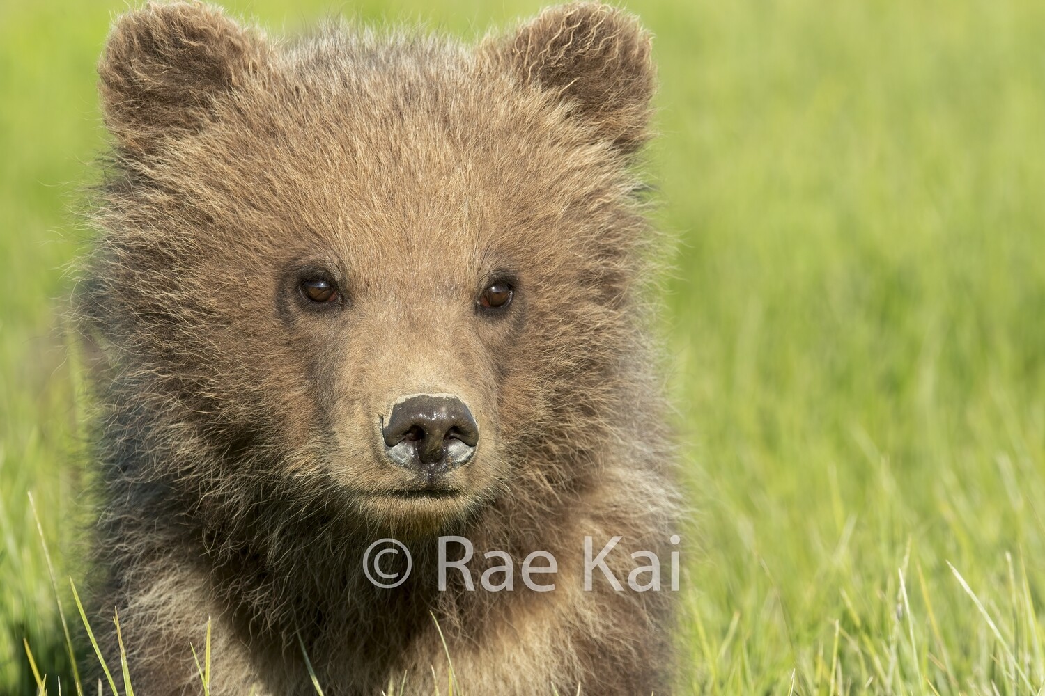 Brown Bear Cub Head Shot-Traditional Photo